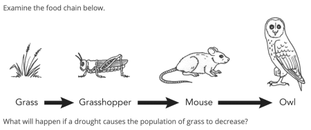 Пищевая цепочка раскраска