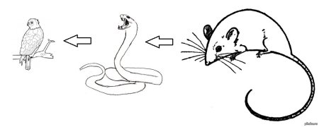 Пищевая цепь картинки