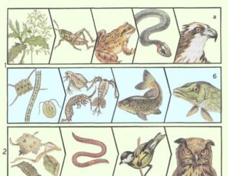 Пищевая цепь