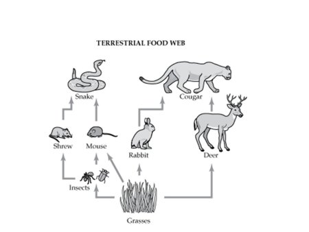 Цепь питания волка