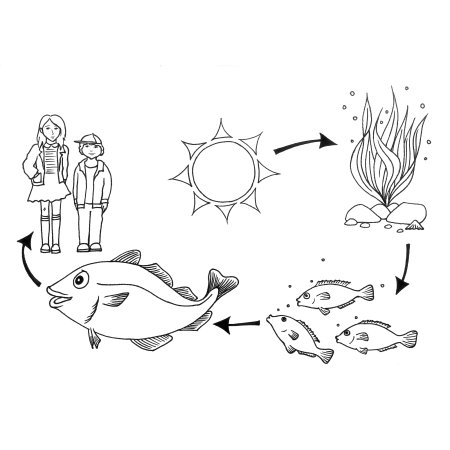Пищевая цепочка питания животных