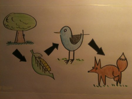 Цепь питания животных из 4 звеньев