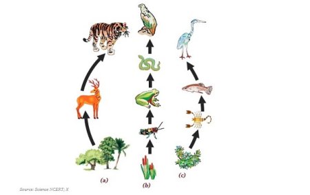 Пищевая цепь