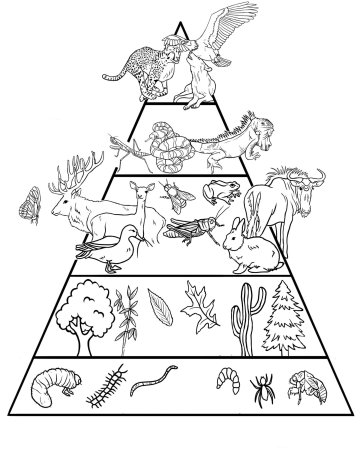Пищевая цепочка животных