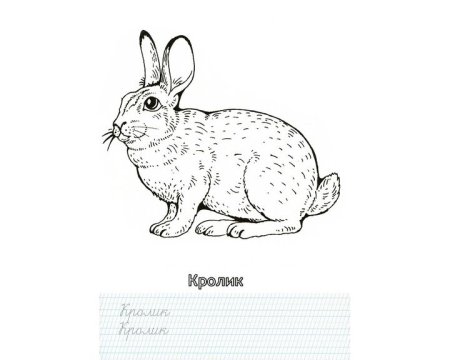 Кролик вид сбоку рисунок