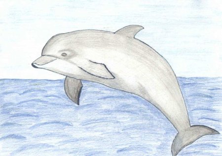 Дельфин рисунок