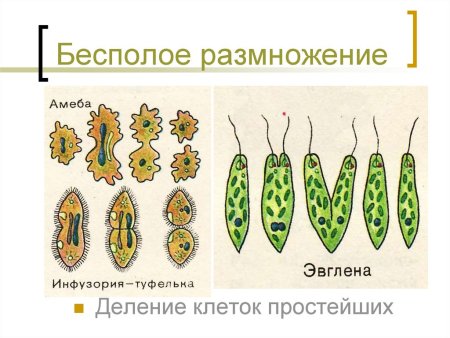 Размножение рисунок