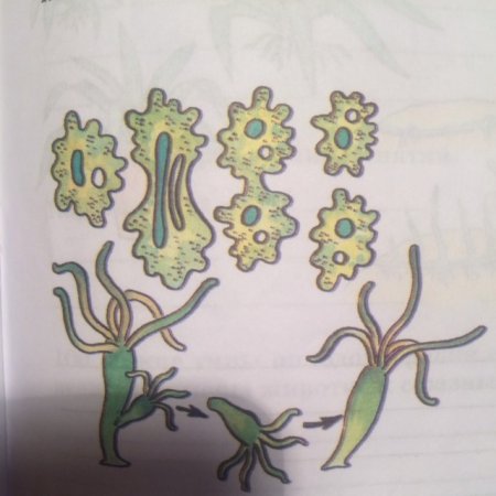 Размножение одноклеточных животных