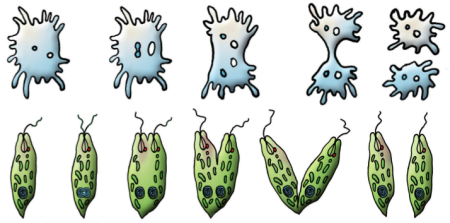 Типы размножения многоклеточных животных