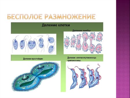 Бесполый процесс бесполого размножения