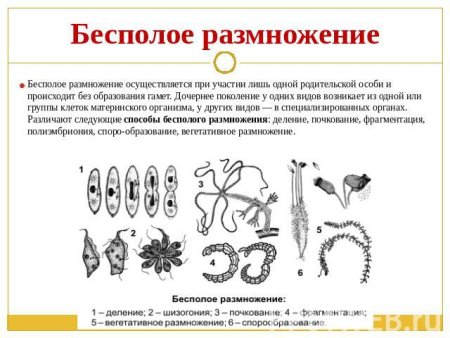 Бесполое размножение многоклеточных