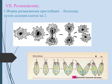 Способы бесполого размножения рисунки