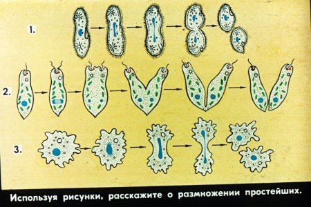 Разнообразие бесполого размножения схема