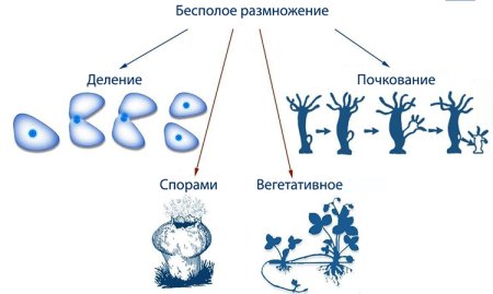 Способы размножения животных