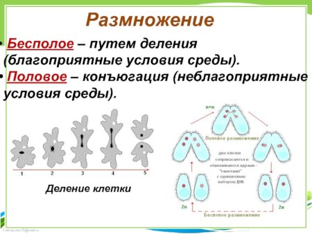 Способы размножения организмов таблица 10 класс