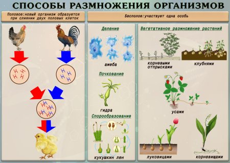Бесполое размножение формы у одноклеточных и многоклеточных