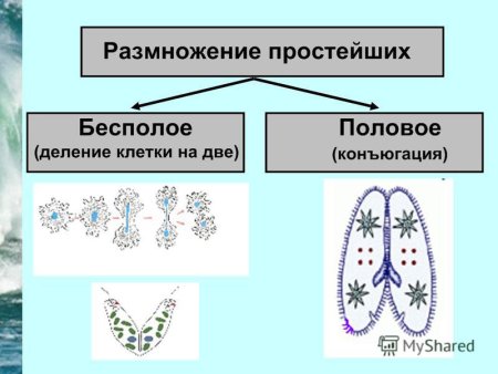 Типы размножение организмов бесполое