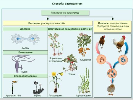 Способы бесполого размножения рисунки