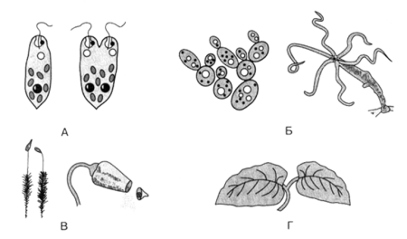 Инфузории размножаются почкованием