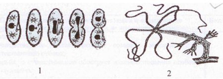 Инфузория туфелька размножение конъюгация