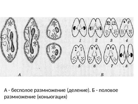Размножение гидры почкованием