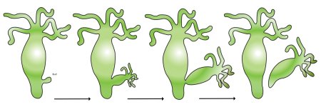 Вегетативное размножение фрагментация