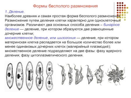 Схема размножения растений половое и бесполое