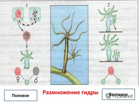 Схема размножения полиэмбриония