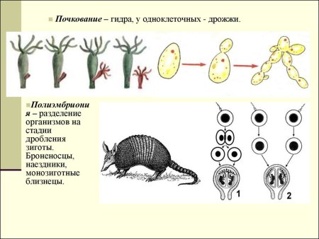 Размножение броненосцев полиэмбриония