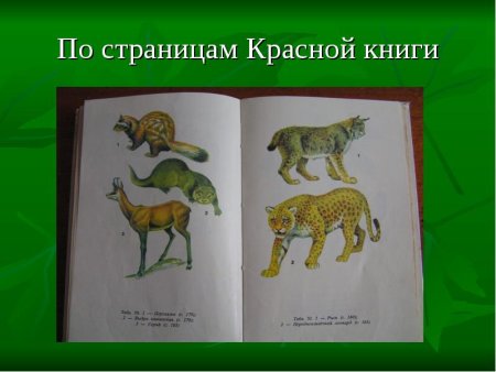 Исчезающие виды животных в Краснодарском крае