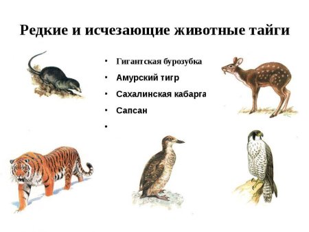 Исчезающие животные красной книги
