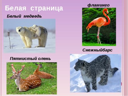 Названия животных занесенных в красную книгу России