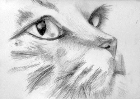 Рисунок карандашом легкий