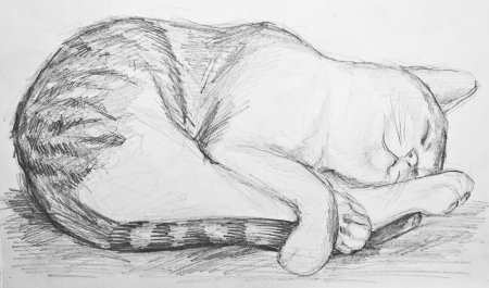 Кошка лежит рисунок