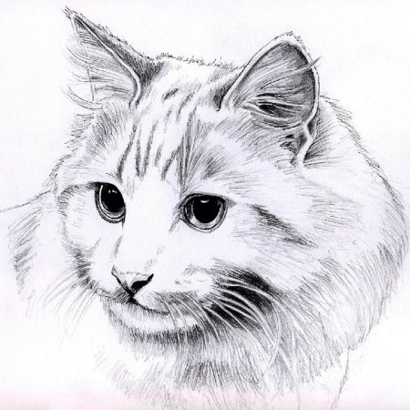 Кошка рисунок карандашом