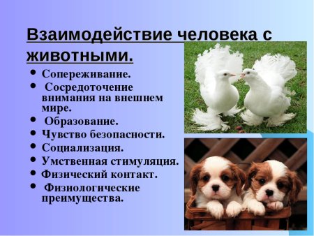 Взаимоотношений человека и животных