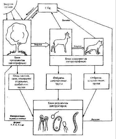 Связь растений и животных схема