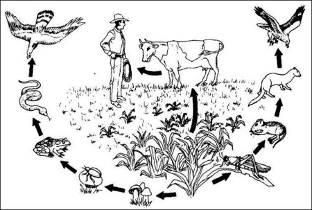 Пищевая цепочка экология