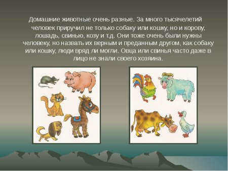 Собака и человек