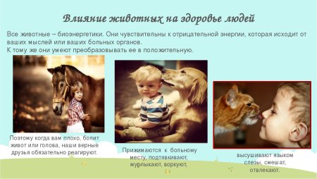 Конкуренция животных смешная