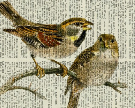 Птицы на книжных страницах