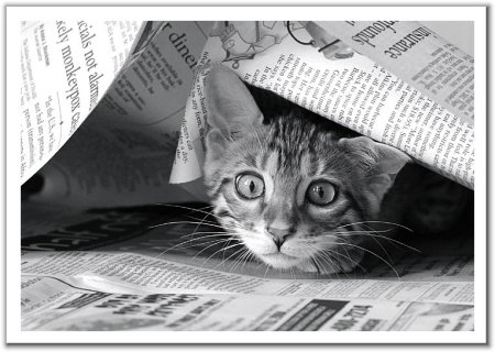Кот с газетой