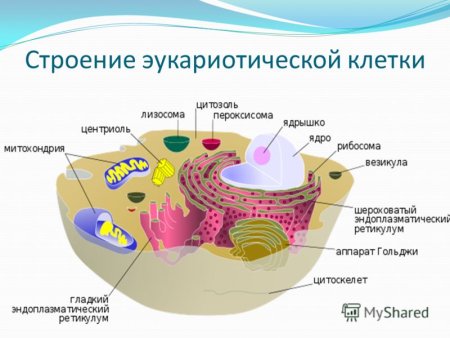 Структура эукариотической животной клетки