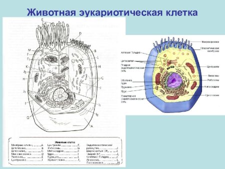 Строение эукариотической животной клетки