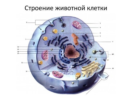 Структура эукариотической животной клетки