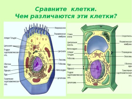 Строение эукариотической клетки