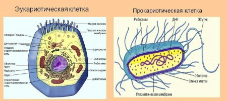 Схема строения эукариотической растительной клетки