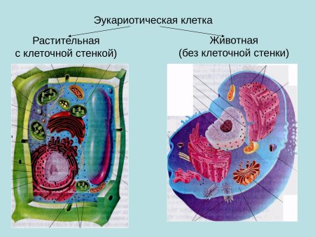 Строение клетки эукариот растений
