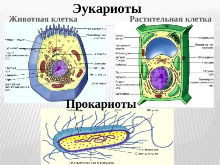 Строение эукариотической клетки растения