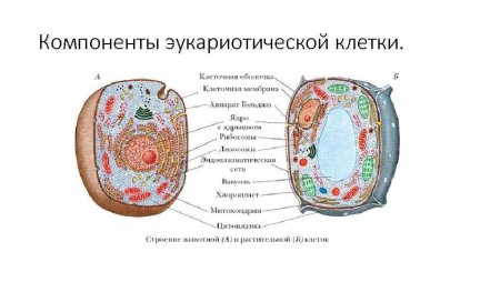 Строение клетки растения и строение животной клетки